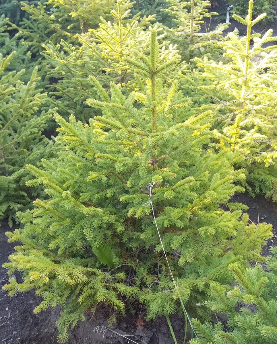 jardin-mutschke-04