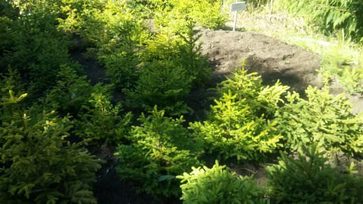 jardin-mutschke-06