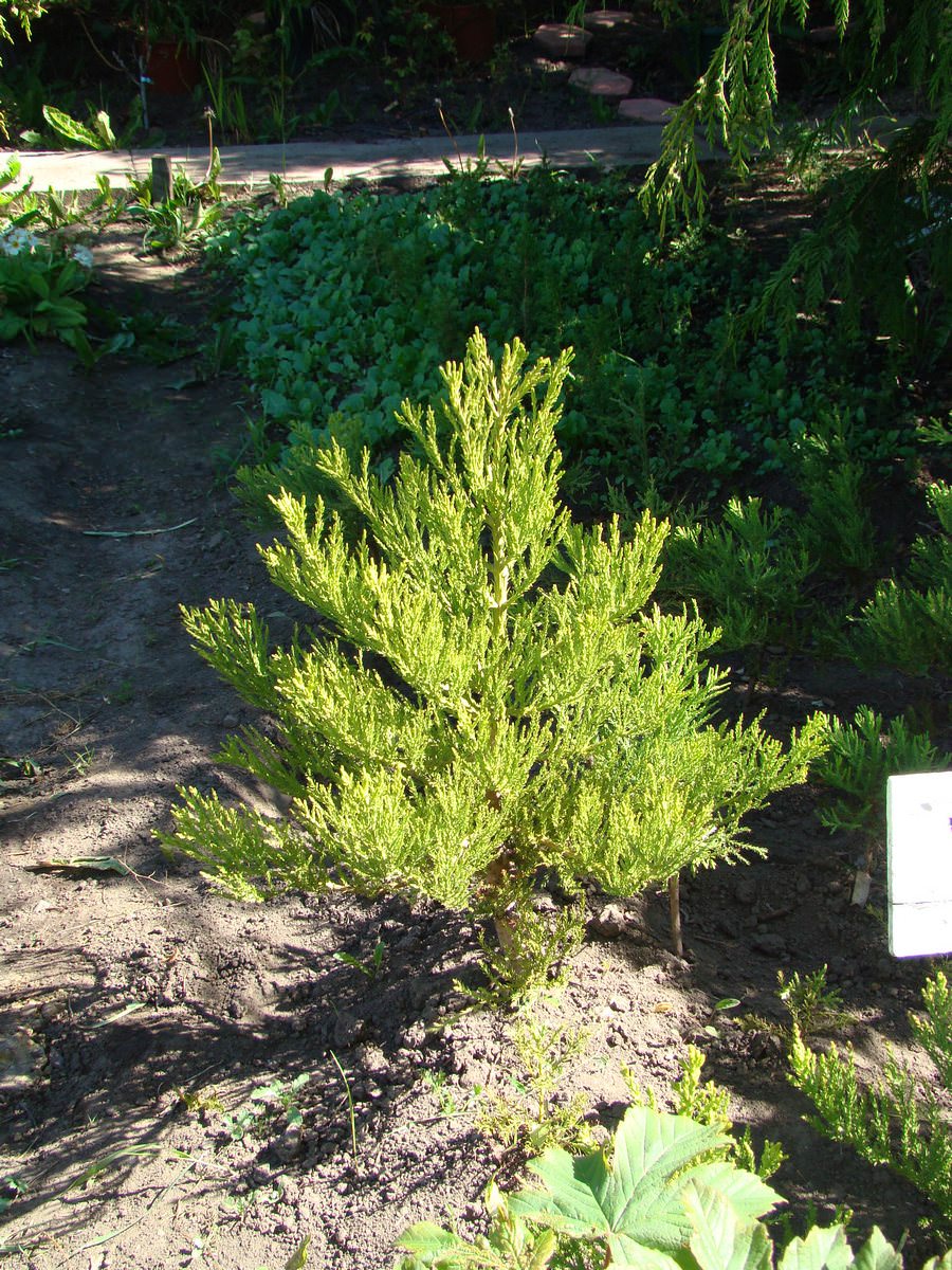 jardin-mutschke-10