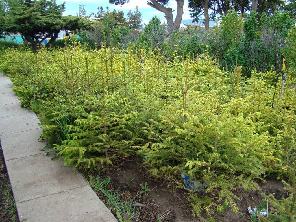 jardin-mutschke-11
