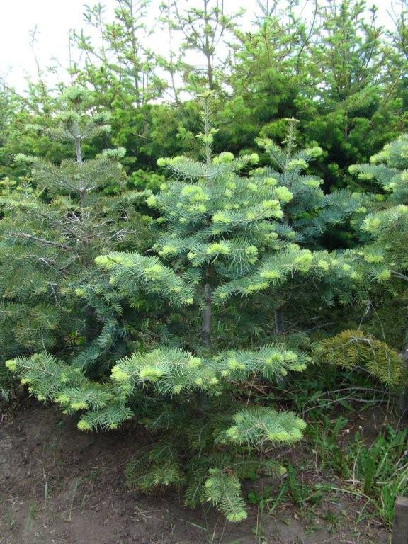 jardin-mutschke-12