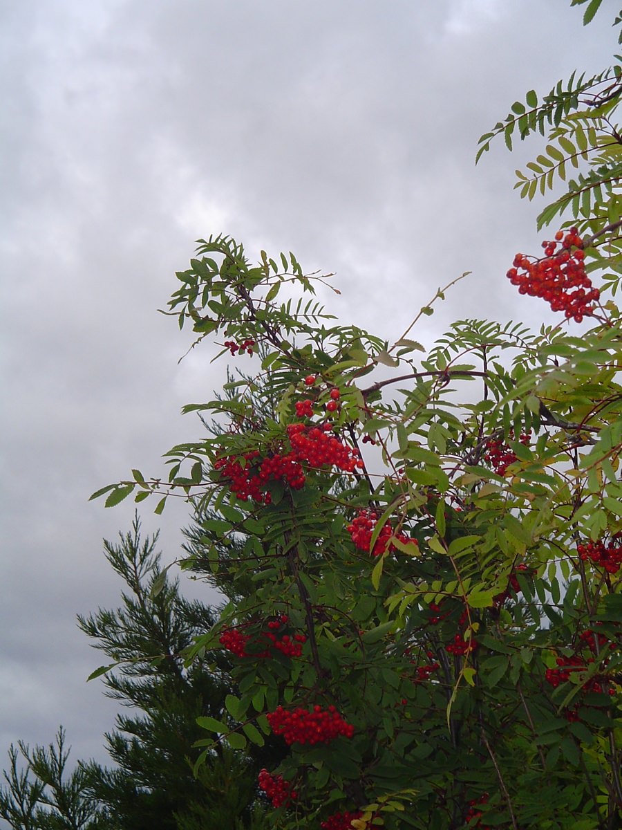 jardin-mutschke-13