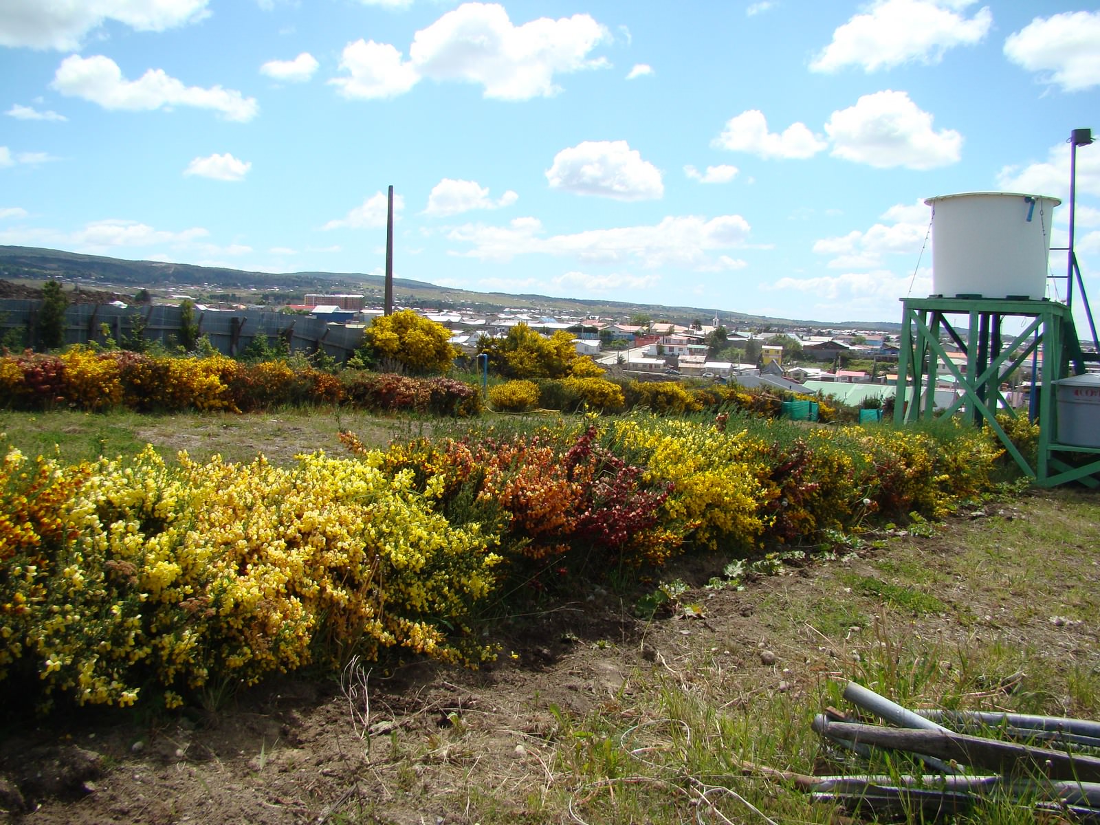 Usa plantas de retamo como un excelente cortaviento