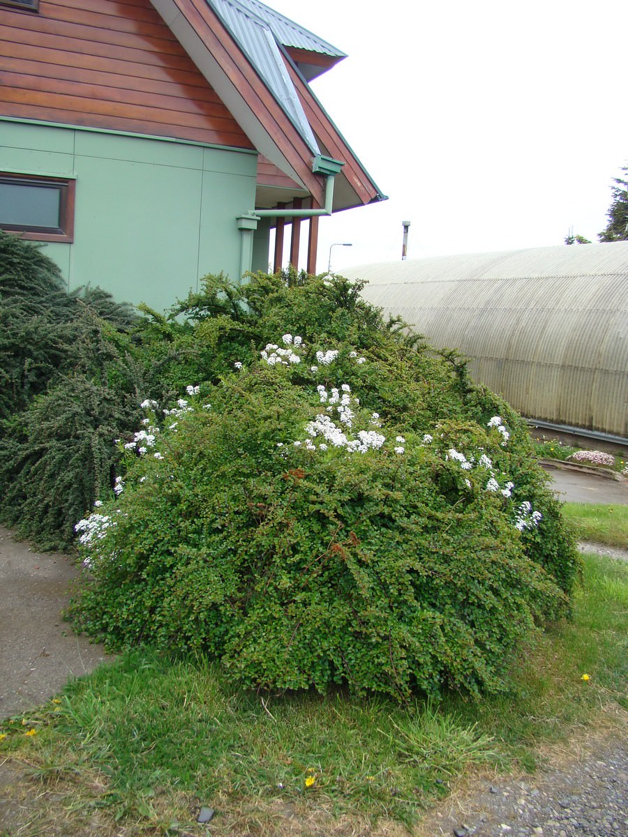 jardin-mutschke-18