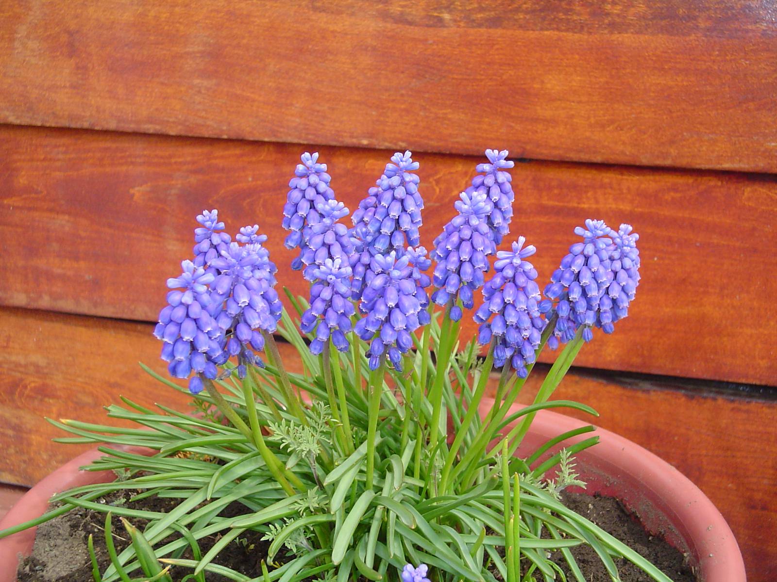 jardin-mutschke-22