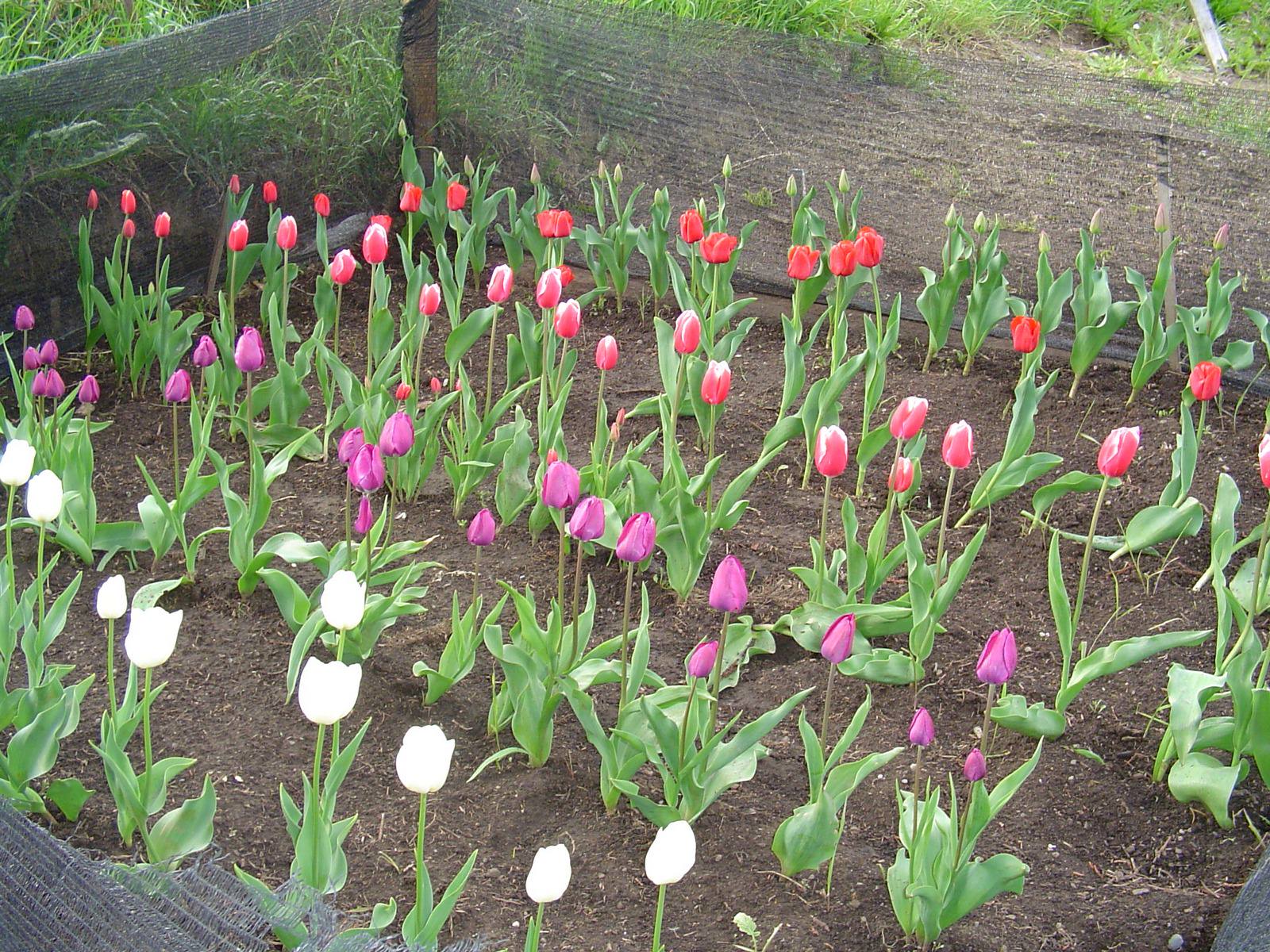 jardin-mutschke-26
