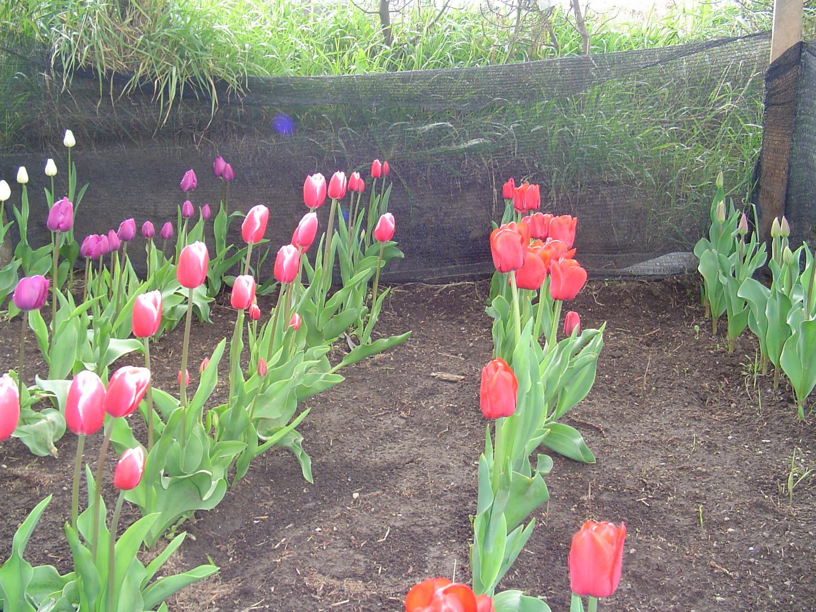 jardin-mutschke-27