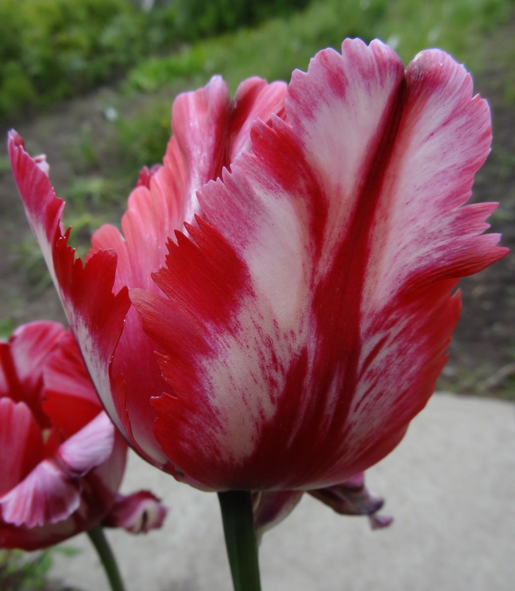 jardin-mutschke-28