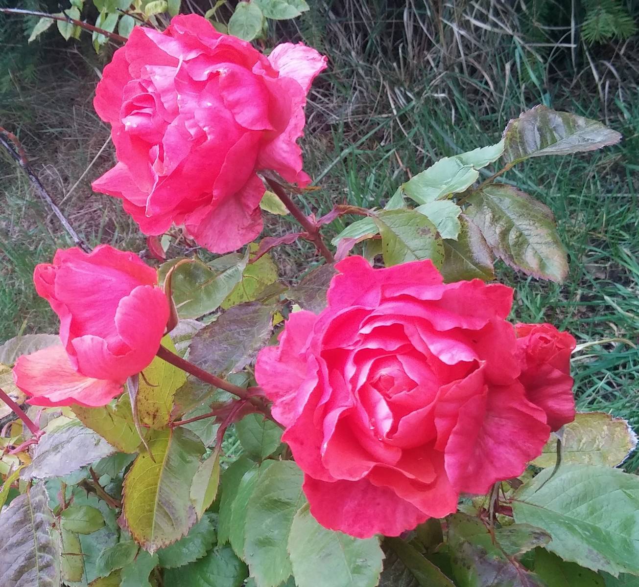 jardin-mutschke-72