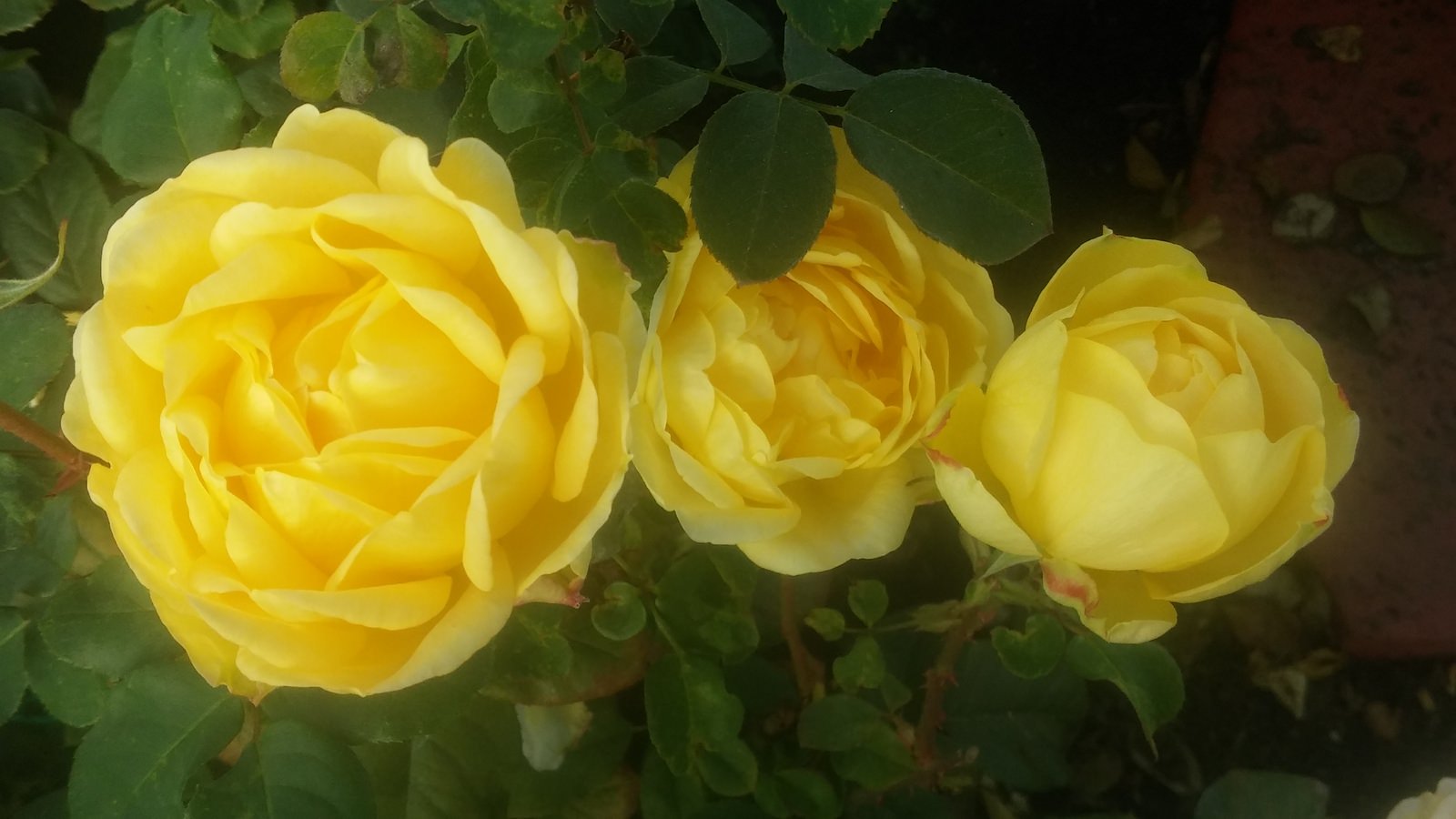 jardin-mutschke-73