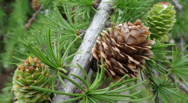 En Primavera 2022 hay que plantar hermosos árboles