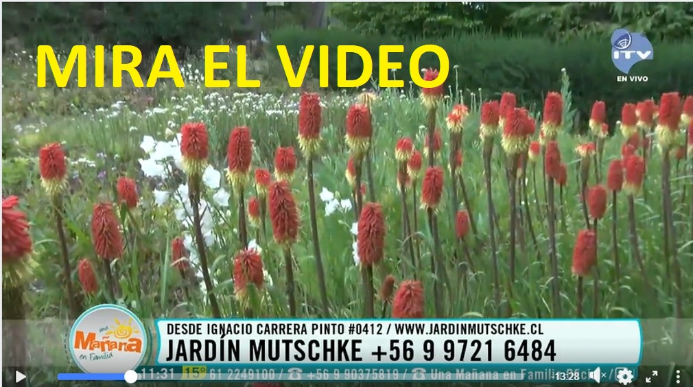 Jardín Mutschke en ITV Patagonia – 16 enero 2021
