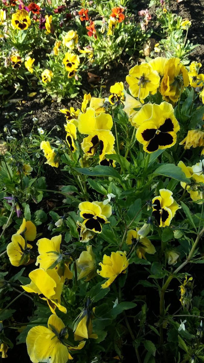 jardin-mutschke-42