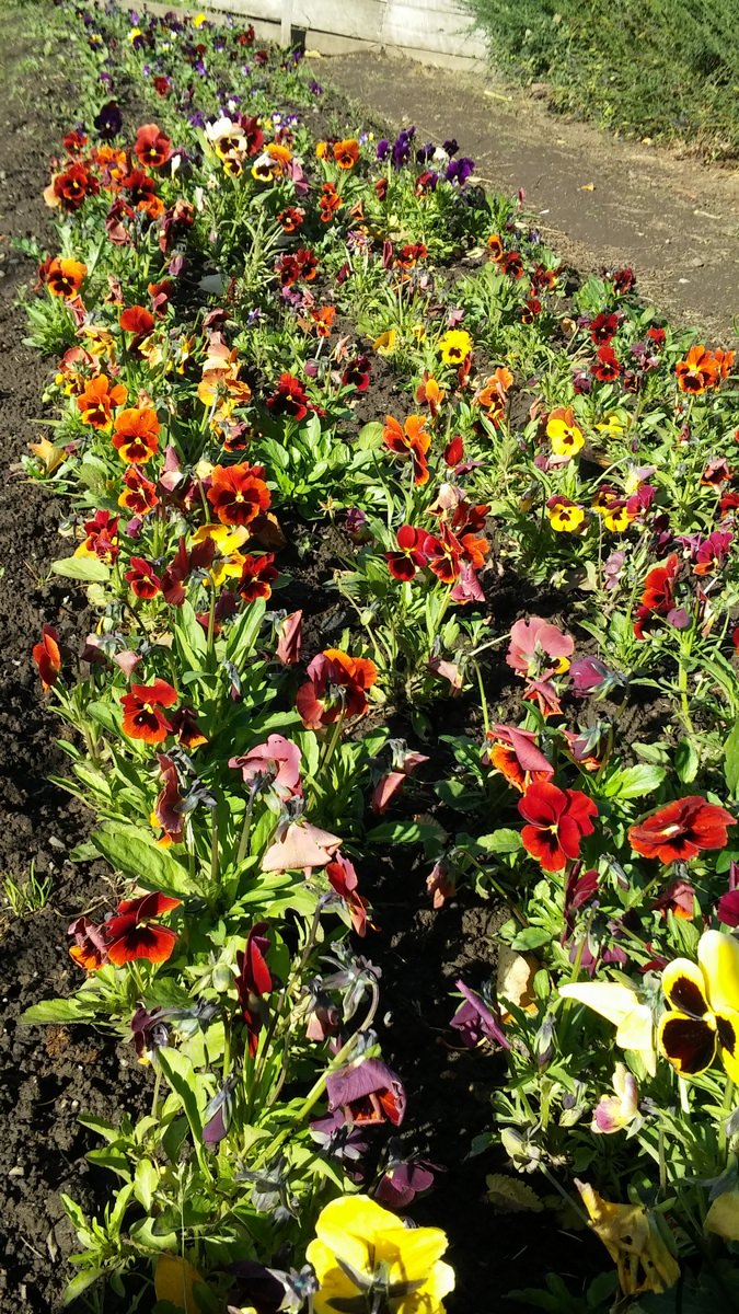 jardin-mutschke-43