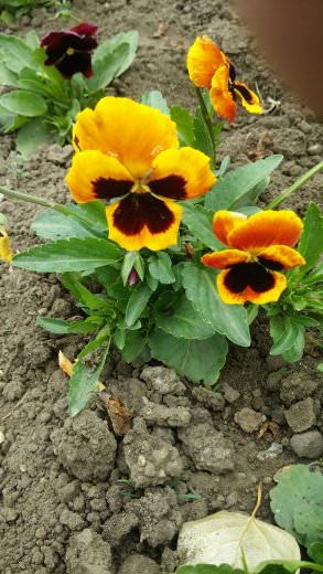 jardin-mutschke-44