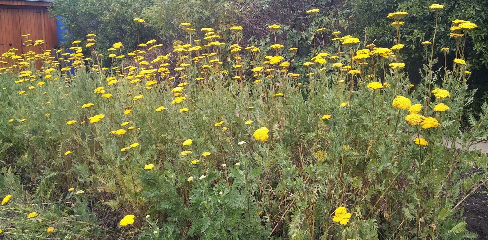 jardin-mutschke-45