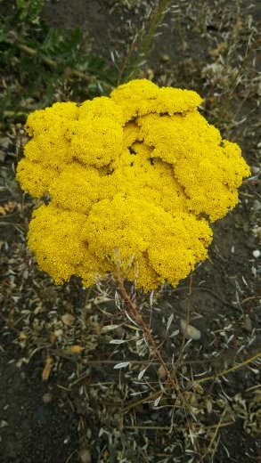 jardin-mutschke-46